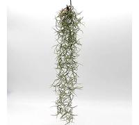 1pcs longues plantes tropicales vivantes pour décoration de la maison - Terrarium d'intérieur - Plantes aériennes - Arts aquatiques