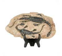 1st Heaven Fossiles de Dinosaure Répliques, Squelettes de Dinosaure en Résine, Figurines de Dinosaure pour la Décoration Intérieure, et Cadeaux de Dinosaure pour Adultes (Style C)