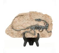 1st Heaven Fossiles de Dinosaure Répliques, Squelettes de Dinosaure en Résine, Figurines de Dinosaure pour la Décoration Intérieure, et Cadeaux de Dinosaure pour Adultes (Style B)