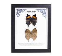 1st Heaven Papillon Taxidermie Encadré, Spécimen de Papillon, Boîte d’Ombre Papillons Feuille Morte, Présentoir de Table ou Murale (Kallima inachus, 28 × 23 × 3 cm)