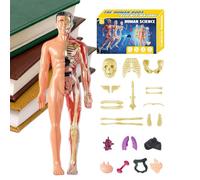 1x Human Anatomy Model 3D - Human Anatomy Model | Realistic 3D Body Structure Models | Cognitive Anatomical Assembly Educational Toys for Classroom, Homeschooling, Science Project, Science Educators