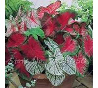 2: 30 pezzi Caladium Piante da interno Semi Florida Caladium Bicolor Seeds Colocasia Plant Semi di fiori rari per giardino domestico