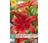 2 bulbes lys Asiatic Red