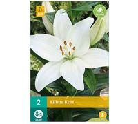 2 bulbes lys Lilium Kent Blanc
