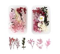 2 Ensembles de Fleurs Séchées Naturelles, Fleur Sechees Decoration, Ensemble de Fleurs Séchées Naturelles Bricolage,Fleurs Sechees,pour la Fabrication de Décoration Coquilles Bricolage(Rose Rouge)