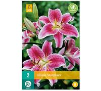 2 LYS STARGAZER Multicolore