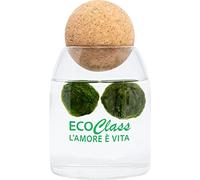 2 Marimo sélectionnés de 2 à 4 cm en pot Feng Shui de 500 ml avec bouchon en liège boule de massage yoga