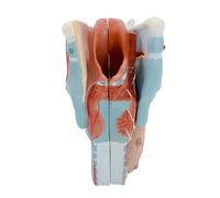 2 modèles d'anatomie agrandi du cou humain pour l'examen des maladies, pharynx anatomiques, bandes vocales