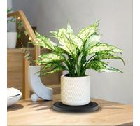 2 Pcs Tourne-Disque Rotatif à 360°Plateau Pivotant,TV Support Pivotant Plateau Universel Rond Plateau Tournant Manuel avec Roulement à Bille pour Ordinateurs Portables, moniteurs, Noir, 20cm