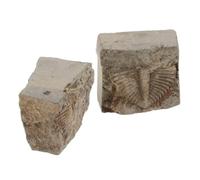 2 Pièces Authentique de Queue de Trilobite en Roche | Qualité Musée, Nettoyé et Stabilisé, pour Étude Géologique, Salle de t Vitrine