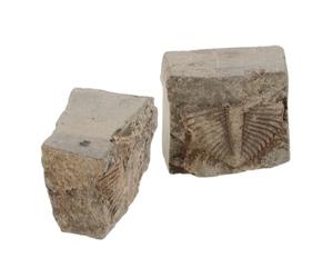 2 Pièces Authentique de Queue de Trilobite en Roche | Qualité Musée, Nettoyé et Stabilisé, pour Étude Géologique, Salle de t Vitrine