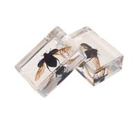 2 Pièces D’insecte Véritable Scarabée en Acrylique | Présentation Transparente, Observation Détaillée, Usage en e Sciences, Cadeau pour Enseignant
