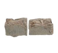 2 Pièces de Trilobite de Collection, Pierre, Qualité Musée | Nettoyé et Stabilisé Professionnellement, Pièce Géologique Authentique, pour Musée, Collectionneurs et Élèves