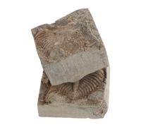 2 Pièces de Trilobite en Roche pour Collection Éducative