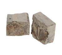2 Pièces de Trilobite Fossile pour Collection et Musée | Pièce Pédagogique de Paléontologie, Nettoyée et Stabilisée, pour t Études Géologiques, Roche