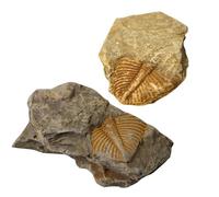 2 Pièces Échantillon de Trilobite Fossile, Spécimen Éducatif | Matériau Fossile, Usage Pédagogique et Fête, Enrichit les Connaissances, Sûr, Amusant pour Garçon et Filles