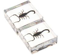 2 Pièces Halloween Presse-papier Insectes en Résine | Décoration de Bureau, Résine, pour Enseignants et Étudiants, Objet Scientifique, Style