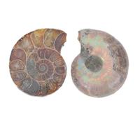2 Pièces Spécimen D’ammonite Tranchée, Modèle de Collection | Élégance Naturelle, Format Portable, pour Étudiants en Géologie et Enseignants, Vitrines, Bureaux