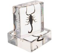 2 Pièces Spécimen de Résine Décoratif Collections D'insectes