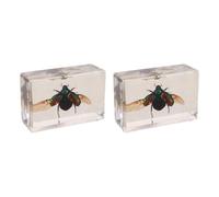2 Pièces Spécimen de Scarabée en Acrylique Transparent pour Cours | Observation des Détails Fins, Étude Répétée, Présentation Éducative, Collections de Laboratoire, Présent pour Professeur