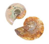 2 Pièces Spécimen Fossile D’ammonite, Outil Pédagogique