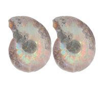 2 Pièces Spécimen Fossile de Coquille Ammonite Pièce Naturelle