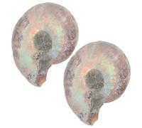2 Pièces Spécimen Pédagogique D’ammonite Tranchée en Fossile