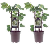 2 pièces Vigne 'Bianca' blanche - Vitis vinifera | Raisin de table résistant au froid & robuste | Cep de vigne en pot 30-50 cm | Plante de vigne à haut rendement