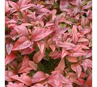 2 Pieces x Nandina Domestica- Bambou sacré 30-40 cm en conteneur