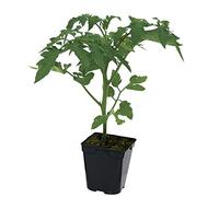 2 plants de tomates, tomate côtelée Marmande VR, pot de 0,5L