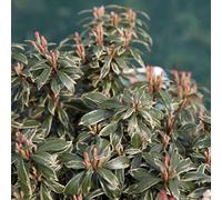 2 x andromède du japon - pieris japonica 'little heath' - 20-30 cm pot