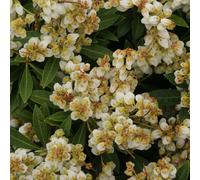 2 x andromède du japon - pieris japonica 'sarabande' - 20-30 cm pot