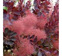 2 x arbre à perruque - cotinus coggygria 'royal purple' - 40-60 cm pot