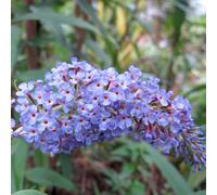 2 x arbre aux papillons - buddleja davidii 'adonis blue' - 30-40 cm pot