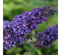2 x arbre aux papillons - buddleja davidii 'empire blue' - 40-60 cm pot