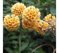 2 x Arbuste à papillons - Buddleja weyeriana 'Sungold' - 40-60 cm en conteneur