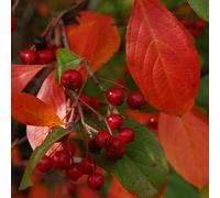 2 x Aronia arbutifolia 'Brilliant' - 40-60 cm en conteneur
