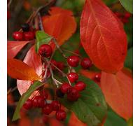 2 x aronie à feuilles d'arbousier - aronia arbutifolia 'brilliant' - 40-60 cm