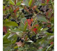 2 x aronie à fruits noirs - aronia prunifolia 'viking' - 40-60 cm pot