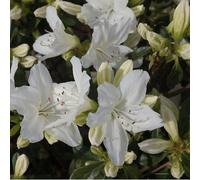 2 x azalée japonaise blanc - azalea japonica - 25-30 cm pot