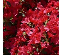 2 x azalée japonaise rouge - azalea japonica - 25-30 cm pot