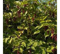 2 x Belle Leycesteria - Leycesteria Formosa - 40-50 cm en conteneur