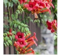 2 x Bouton d'arrosage Flamingo - Actinidia kolomikta - 50-60 cm en conteneur
