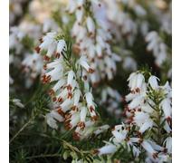 2 x bruyère des neiges blanc - erica carnea - 12-15 cm pot