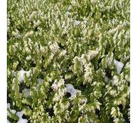 2 x bruyère des neiges blanc - erica darleyensis - 10-12 cm pot