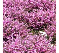 2 x bruyère des neiges rose - erica darleyensis - 15-20 cm pot