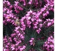 2 x bruyère des neiges rouge - erica darleyensis - 15-20 cm pot