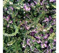 2 x Bruyère d'hiver - Erica Carnea Red - 12-15 cm en conteneur