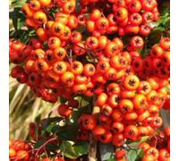 2 x buisson ardent - pyracantha 'orange glow' - 60-80 cm pot