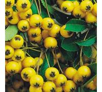 2 x buisson ardent - pyracantha 'soleil d'or' - 60-80 cm pot